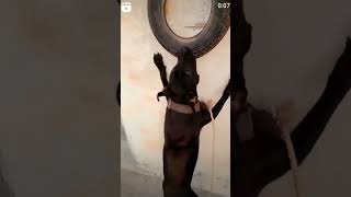 Apbt grip 👀 trending pitbullsofficial dogbreed vlog RitikDogKennel177 [upl. by Repinuj]