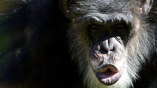 Homicidal Chimps New Data Shows Primates Penchant for Violence [upl. by Troxell]