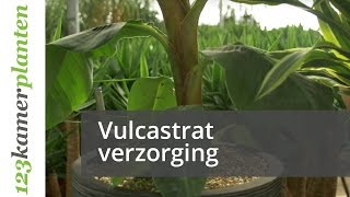 Vulcastrat verzorging ideaal voor jouw kamerplant  123kamerplanten [upl. by Porche]