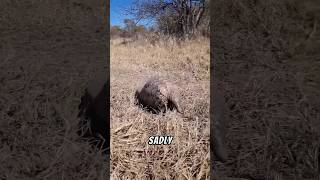 Pangolin are Unique pangolin wildlife animals facts nature [upl. by Latrina]