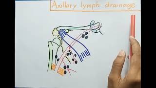 Axillary Lymph Nodes  Anatomy [upl. by Enitsirhc834]