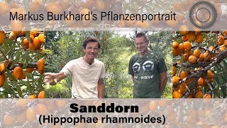 GESUNDHEITSBOMBE verträgt Hitze und Trockenheit für jede Hecke Sanddorn  Hippophae rhamnoides [upl. by Parsifal99]