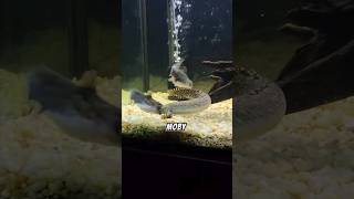 Gulper Catfish Eats A 14 Inch Bichir 😱 [upl. by Nerral645]