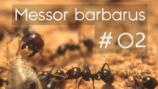 BLOG MESSOR BARBARUS 2  Des moments difficiles [upl. by Dang]