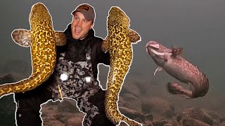 ICE FISHING for Burbot Eelpout  Underwater Footage  Locations Tips amp Tricks [upl. by Aylmer]