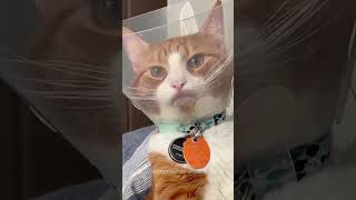 Cat in a cone funnycat funnycatsanddogsnew2023 funncats pets funnycats funnucats catplay [upl. by Breh]