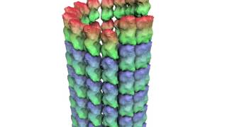 How a Microtubule Builds and Deconstructs [upl. by Zohara]