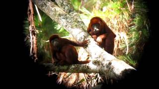 Venezuelan Red Howlers  Alouatta seniculus  Otun C Andes [upl. by Katharina]