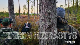 TEEREN METSÄSTYS  Metsäkanalintujen metsästys alkaa  hunting in Finland [upl. by Eciened]