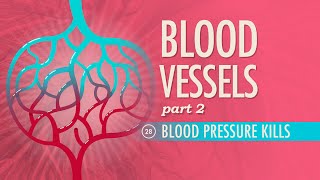 Blood Vessels Part 2 Crash Course Anatomy amp Physiology 28 [upl. by Shantha]