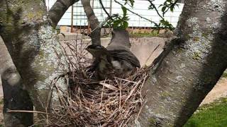 Robin Building a Nest [upl. by Odlanier]