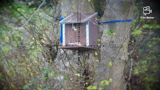 squirrel feeder shooting hunting air rifle pest control [upl. by Rushing]