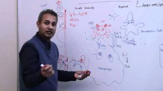 Immunology Neutrophil Lecture 3 Part 15 [upl. by Ahsimin164]