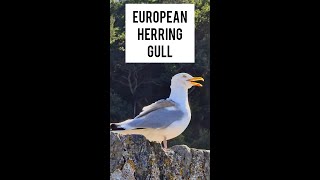 European Herring Gull Calling [upl. by Narrad]