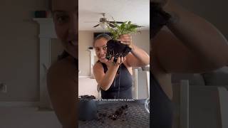 My issues with these specific self watering pots plantcare selfwatering plantpots [upl. by Elnukeda]