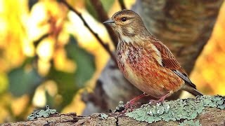 Linnet Bird in My March Garden [upl. by Mcconnell]