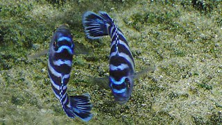 DeMasoni Cichlids Mating dance [upl. by Rebmit]