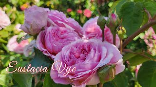 Eustacia Vye David Austin Roses [upl. by Olivia]