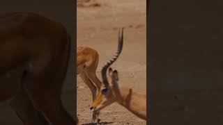 You Always Need To Move Forward antelopes goats youtubeshorts cuteanimals [upl. by Kielty]