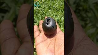 Shaligram  laxmi gopala shaligram shila  gandaki river nepal shorts short shortsfeed [upl. by Vershen]