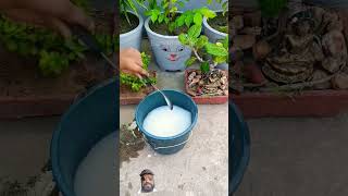 how to grow fertilizer plants at home garden shortsshorts [upl. by Edi]