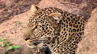 Revealing the Leopard  Nature Documentary HD [upl. by Llerrit]