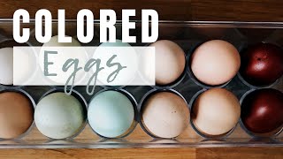 Chicken Breeds That Lay Colored Eggs  A Look Inside our Egg Basket [upl. by Arda]