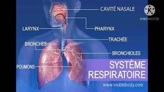 ملخص درس الجهاز التنفسي système respiratoire [upl. by Lizned358]