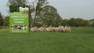 First Steps in BORDER COLLIE SHEEPDOG TRAINING  teaching herding dogs [upl. by Carrington338]