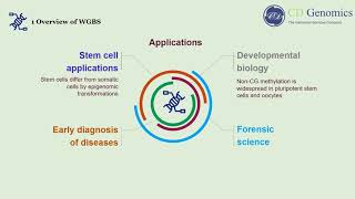 Principle and Workflow of Whole Genome Bisulfite Sequencing [upl. by Garrison162]