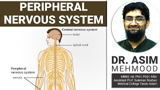 Biology of Peripheral Nervous System  Hindi  Urdu [upl. by Willumsen]