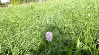 EATABLE PLANT  POLYGONUM BISTORTA [upl. by Sharline726]