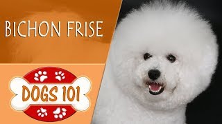 Dogs 101  BICHON FRISE  Top Dog Facts About the BICHON FRISE [upl. by Ahseinek]