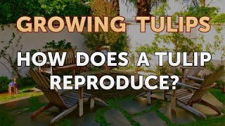 How Does a Tulip Reproduce [upl. by Netsew]