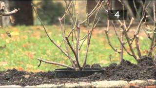 How To Plant A Rose Bush [upl. by Beryle]