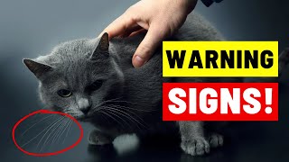 7 Signs Your CAT DOESNT LOVE You Even If You Think They Do [upl. by Intosh]