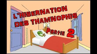 Lhibernation des thamnophis  Episode 2  La mise en hibernation [upl. by Acinhoj894]