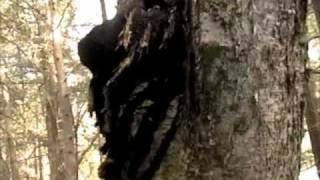 Chaga Inonotus Obliquus harvest in Quebec Canada [upl. by Ataeb]