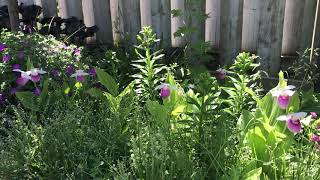 Cypripedium Reginae in the garden [upl. by Charleen]