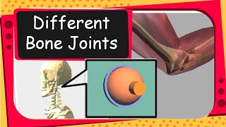 Science  Human Bones and Bone Joints Animation  English [upl. by Atsok589]