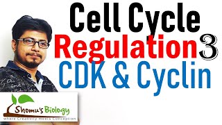 Cyclin and cyclin dependent kinases cdk  Cell cycle regulation lecture 3 [upl. by Cook]