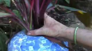 Cordyline Best Way to Propagate and Enjoy Them in the House [upl. by Clerissa]