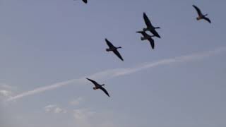 Greylag Geese Gather At Sunset In Berlin [upl. by Adnwahsor518]