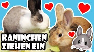 Kaninchen ziehen ein 🐰 Vom Tierheim ins neue Zuhause 💖 Adoption amp erster Tag 🐾 [upl. by Aelat610]