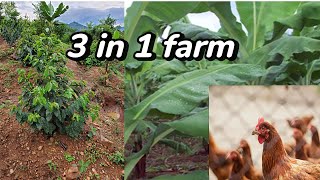 Sustainable farming in Uganda [upl. by Manly695]