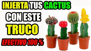 Como INJERTAR CACTUS De Forma EFECTIVA En Macetas Mejores Trucos y Secretos Hojas y Raíces [upl. by Christan]