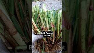 Bibit Rumput Setaria setaria rumput bibit [upl. by Edina376]