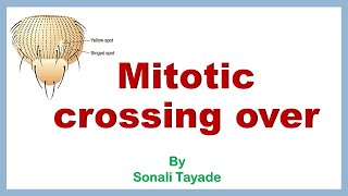 Mitotic crossing over or somatic crossing over or twin spots in drosophila by Sonali tayade BSc [upl. by Nicolau]