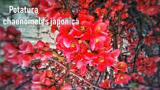 Chaenomeles Japonica Potatura [upl. by Strade]