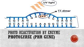 Photoreactivation or Light repair of DNA [upl. by Skylar]